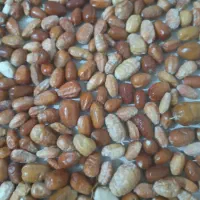 سنجد|خوردنی و آشامیدنی|تهران, بلوار کشاورز|دیوار