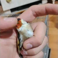 سهره نشون دار|پرنده|تهران, خلیج فارس|دیوار