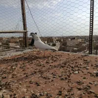 کبوتر پرشی|پرنده|اصفهان, عمان سامانی|دیوار