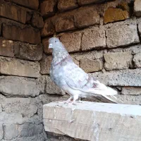 کبوتر|پرنده|صائین قلعه, |دیوار