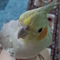 عروس هلندی گمشده