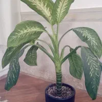 گل دیفن باخیا|گل و گیاه طبیعی|شیروان (خراسان), |دیوار