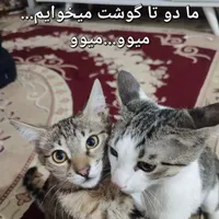 واگذاری دو عدد بچه گربه کیوتی (رایگان)|گربه|پیشوا, |دیوار