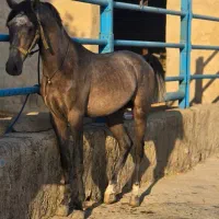 اسب درهشوری