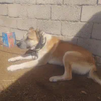 سگ گلگی|سگ|سده (خراسان جنوبی), |دیوار