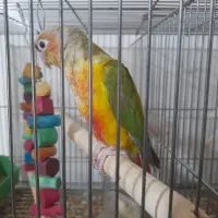 ماده گرینچیک