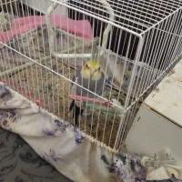 عروس هلندی نر بالغ