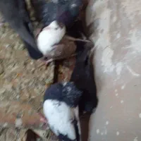 کبوتر پرشی|پرنده|تربت جام, المهدی|دیوار