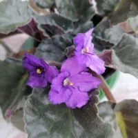 بنفشه آفریقایی گلدار|گل و گیاه طبیعی|چهاردانگه (تهران), |دیوار