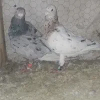 کبوتر سرور خووب|پرنده|شیراز, سیاه سنگ|دیوار