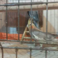 عروس هلندی مولد(همراه با ۷تا تخم)|پرنده|فردیس, سپید دشت|دیوار