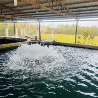 سرایدار برای استخرماهی