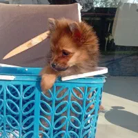 سگ پامر|سگ|فرح آباد, |دیوار