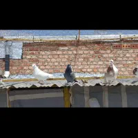 جوجه کبوتر پرشی