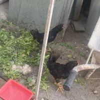 معاوضه خروس گلین با مرغ گلین