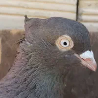 کبوتر قهوهای آبادانی|پرنده|لنجان, |دیوار