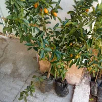 فروش نهال کامکوات|گل و گیاه طبیعی|بندر ماهشهر, |دیوار