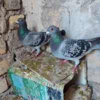 نرو ماده مسافتی