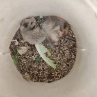 همستر کوچک|موش و خرگوش|یزد, |دیوار