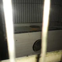 عروس هلندی سخن گو|پرنده|مرند, |دیوار