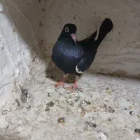 کبوتر|پرنده|قم, کلهری|دیوار
