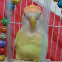 کوتوله برزیلی نژاد کرمینو