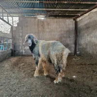 نرمیش بختیاری