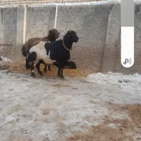 میش قوچ