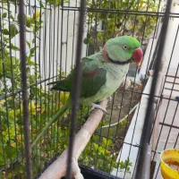 شاه طوطی سخنگو|پرنده|لار, |دیوار