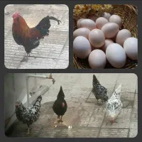 مرغ