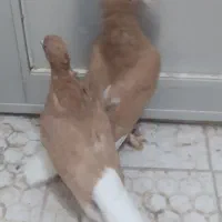 جفت زرد دم سفیدکاکل|پرنده|تربت‌حیدریه, یحیی آباد|دیوار