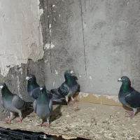 دوبر|پرنده|اردبیل, |دیوار