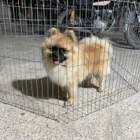 سگ پامرا خرسی اصل