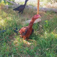 مرغ وخروس لاری،،معاوضە بامرغوخروس محلی تخم گزار
