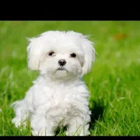 سگ مالتیز عروسکی