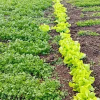 فروش سبزیجات محلی ارگانیک|خوردنی و آشامیدنی|طاهرگوراب, |دیوار