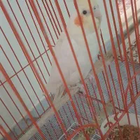 عروس هلندی درجه 1 رام|پرنده|ری, شهرک نظامی|دیوار