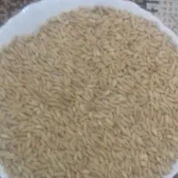 گندم دیم بوجاری شده ی تبریز