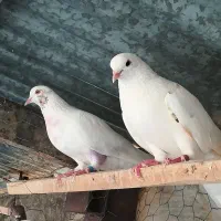کبوتر