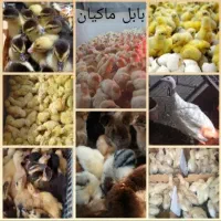 فروش جوجه یکروزه بوقلمون بیوتی۶ و انواع جوجه ها|حیوانات مزرعه|بابل, |دیوار