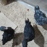 فروش سه قطعه جوجه خروس دوماهه