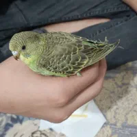 جوجه مرغ عشق سرلاکی