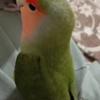 طوطی برزیلی|پرنده|شهریار, شهریار|دیوار