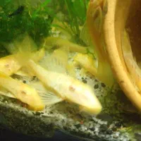 ماهی پلاتی لجن خار  میگوردچری حلزون کلیر|ماهی|ارومیه, |دیوار