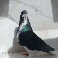 کبوتر.کفتر.بهبهونی و شهری و پلاکی|پرنده|شیراز, محراب|دیوار