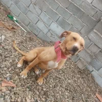 سگ پیتبول با هوش