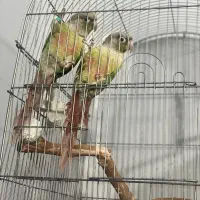 جفت گرینچیک مولد