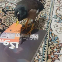 مرغ مینا  معاوضه با طوقی