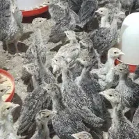 جوجه بوقلمون برنز|حیوانات مزرعه|گرگان, |دیوار