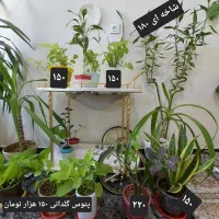 فروش ویژه گل‌های آپارتمانی سالم